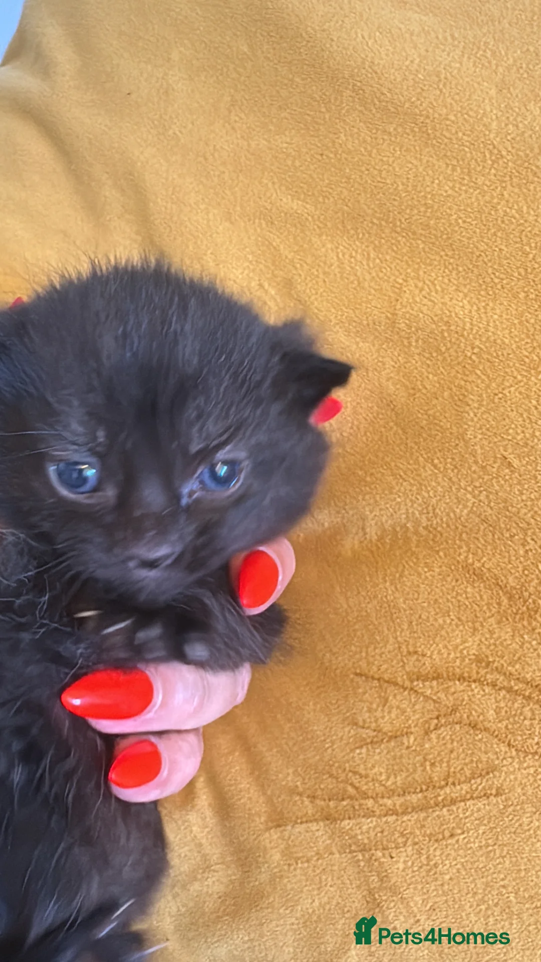 Mixed Breed cats for sale: Stunning mixed breed fluffy kittens - Advert 26
