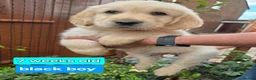 Golden Retriever dogs for sale: KC Golden Retriever Puppies 1x GIRL LEFT   - Advert 17