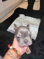 French Bulldog dogs FRENCH BULLDOG PUPPYS❤️ ready find forever home❤️ - Advert 1
