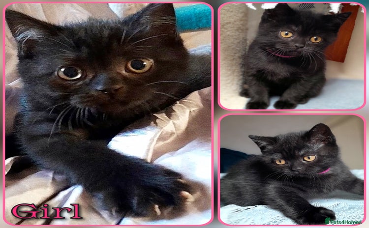 Mixed Breed cats - Advert 6