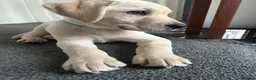 Labrador Retriever dogs for sale: KC Registered Labrador Puppies  - Advert 12