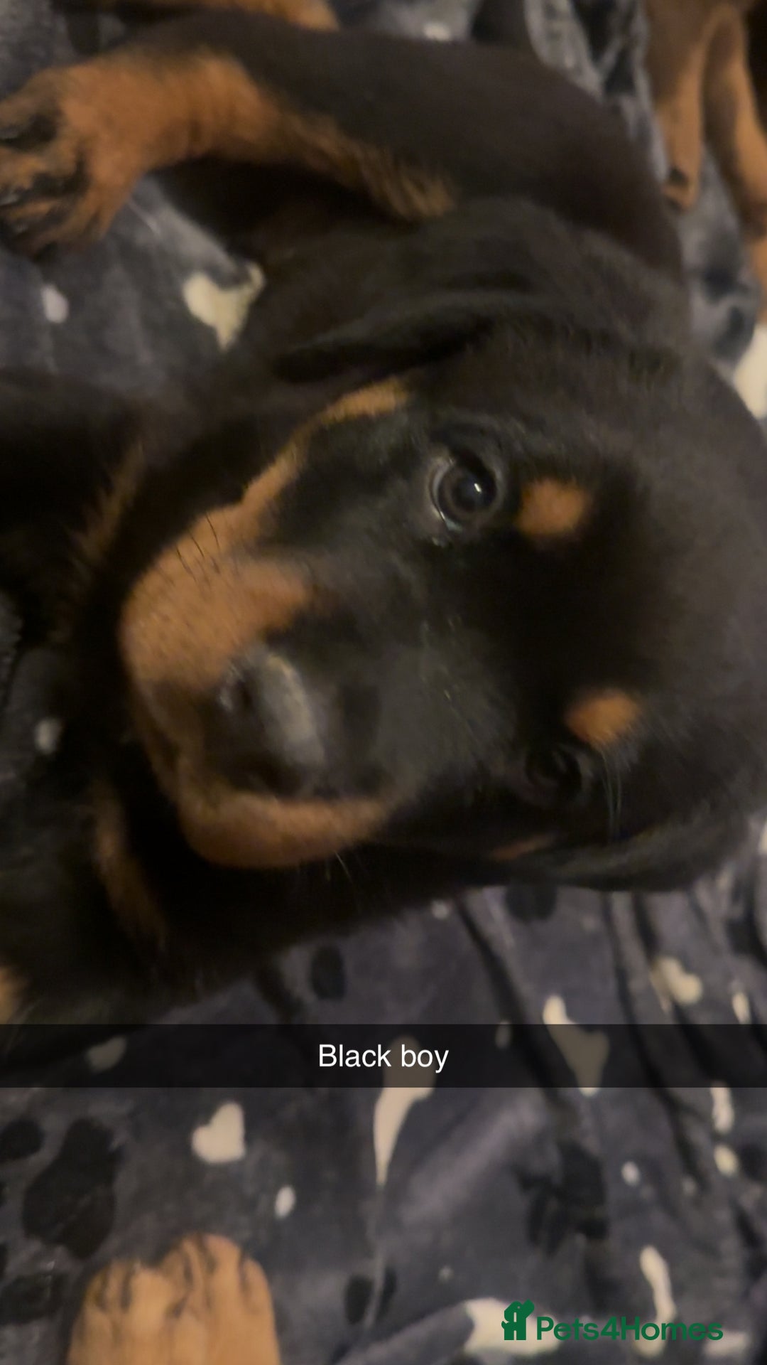 Rottweiler dogs for sale: Beautiful Rottweiler puppies 🐶  - Advert 2