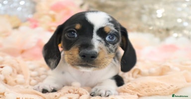 Miniature Dachshund dogs - Advert 11
