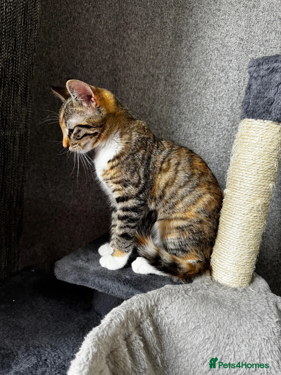 Mixed Breed cats for sale: RAGDOLL X TABBY - Advert 2