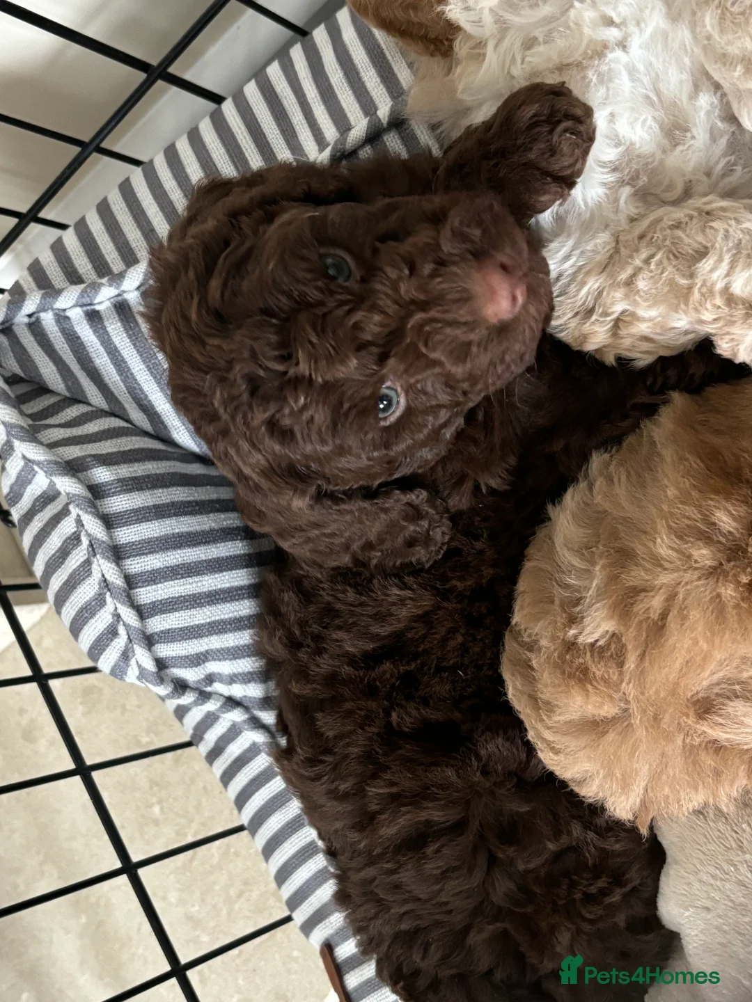 Labradoodle dogs for sale: Miniature Labradoodle puppies - Advert 33