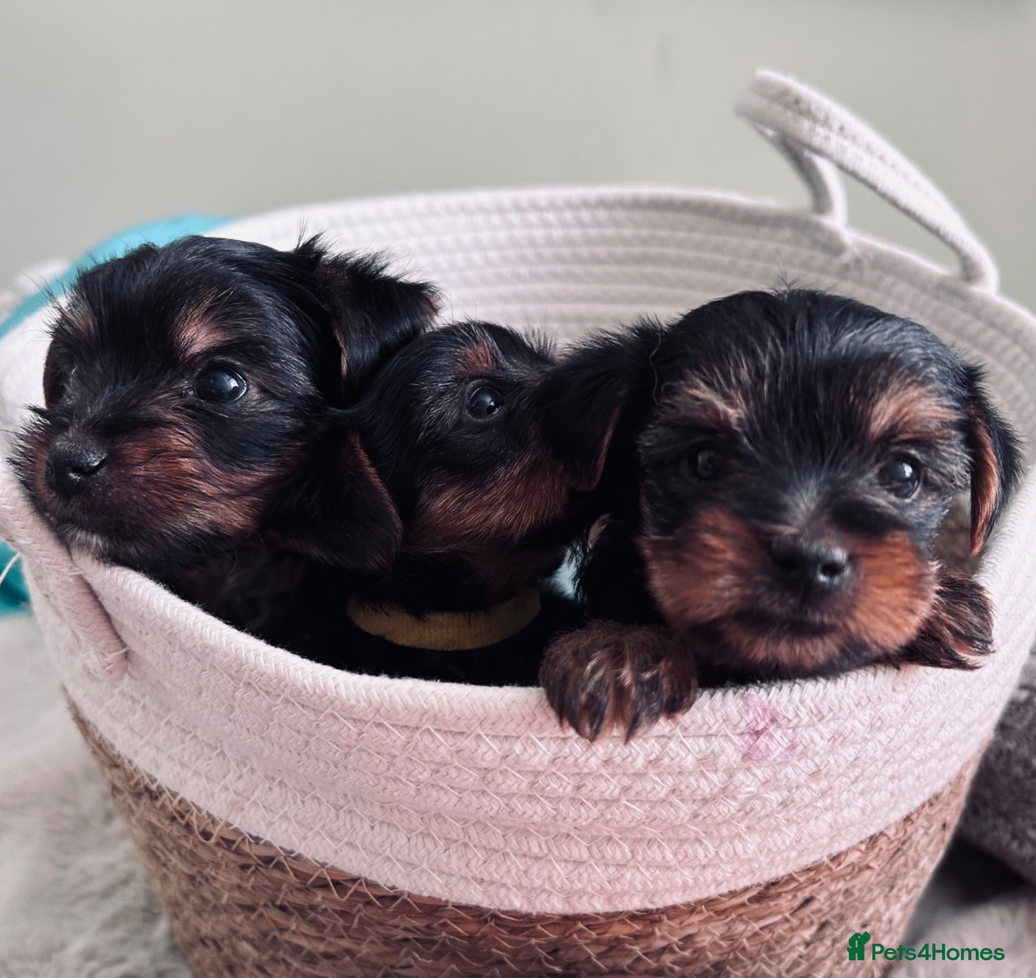Yorkshire Terrier dogs Tiny Yorkshire terrier puppies  - Advert 17