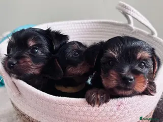 Yorkshire Terrier dogs Tiny Yorkshire terrier puppies - Advert 18