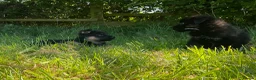 German Shepherd dogs for sale: Quality Litter of GSD (All has now been reserved) - Advert 22