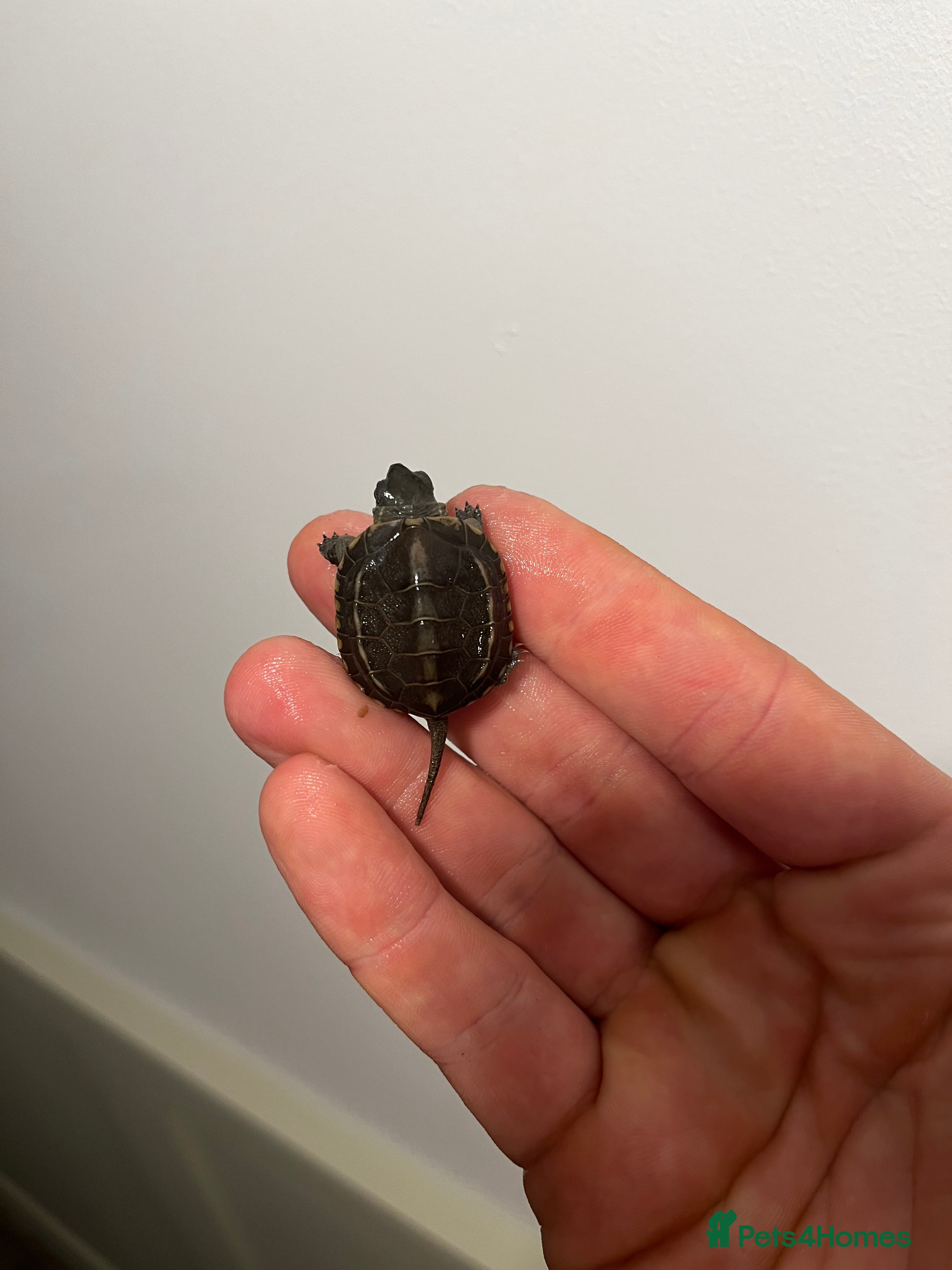 Turtle reptiles Baby Reeves Turtles and full setups available  - Advert 2