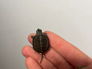 Turtle reptiles Baby Reeves Turtles and full setups available - Advert 2