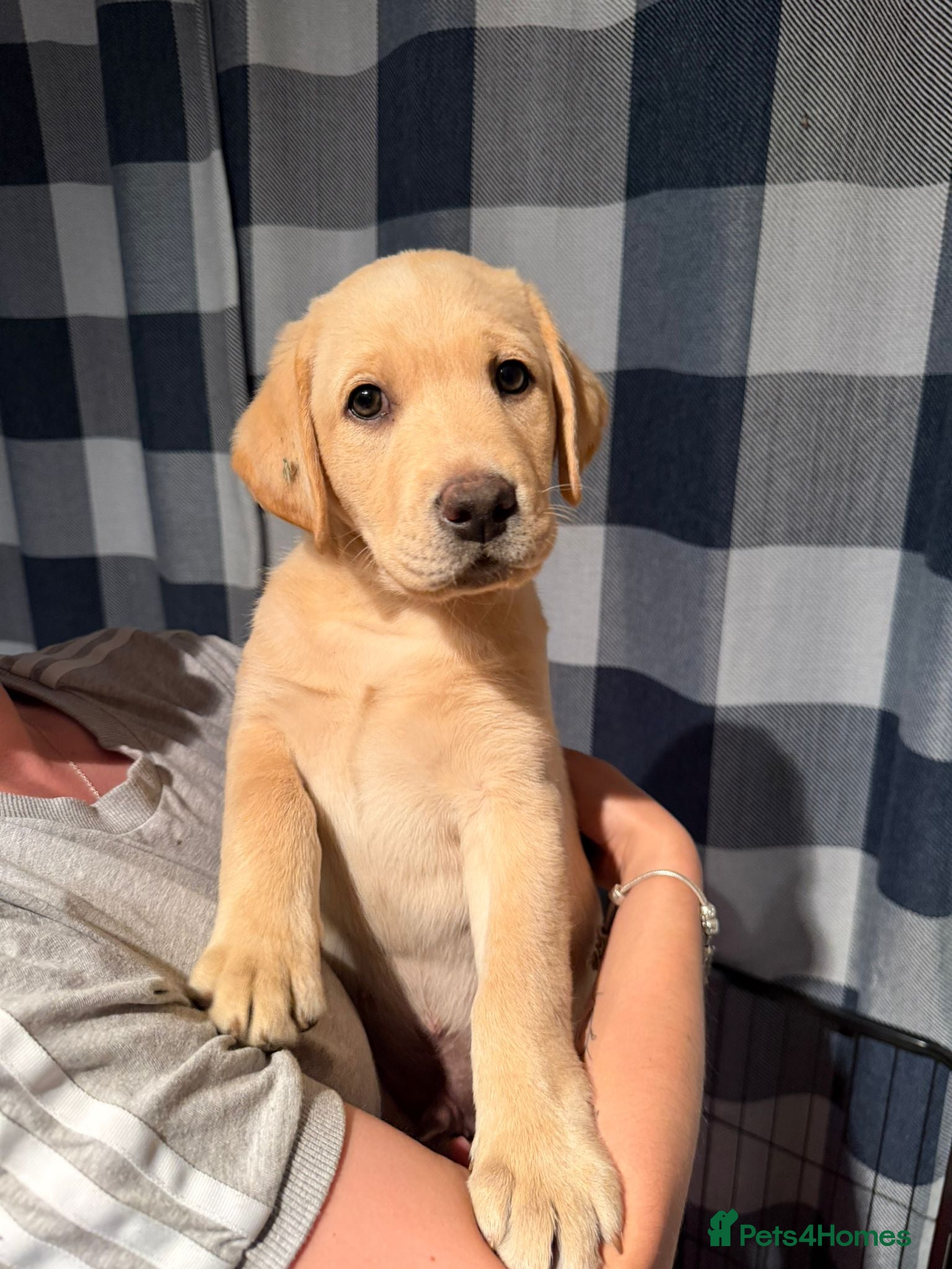 Labrador Retriever dogs READY TO GO! Labrador Pups. KCreg. - Advert 2