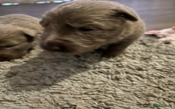 German Shepherd dogs for sale: Very rare Isabella German Shepherd pups - Image 3