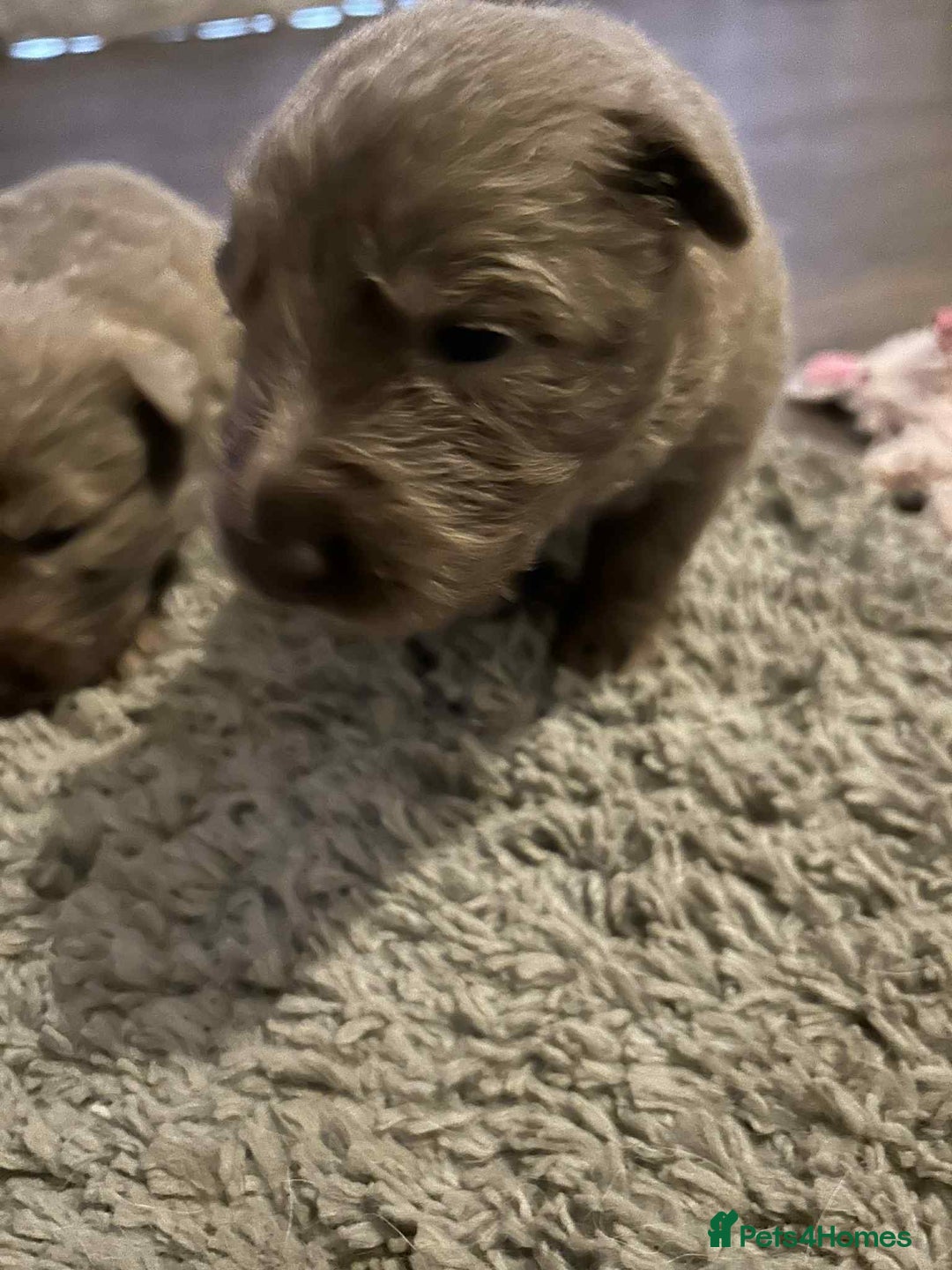 German Shepherd dogs for sale: Very rare Isabella German Shepherd pups - Image 3