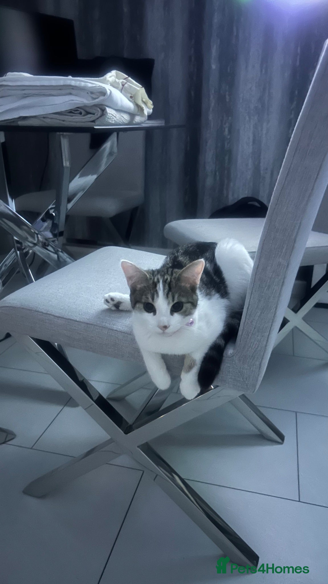 Mixed Breed cats Male cat looking for new home - Advert 2