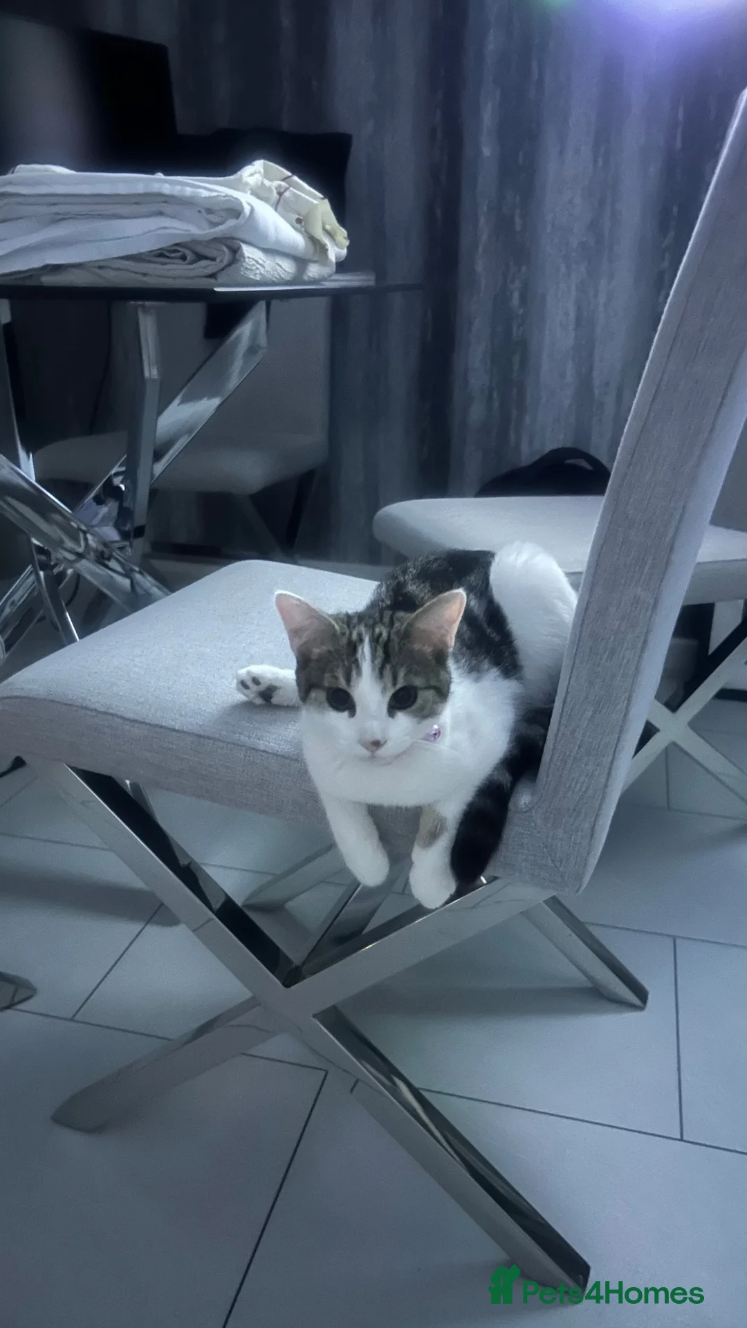 Mixed Breed cats for sale: Male cat looking for new home in Liverpool - Advert 1