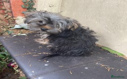 Yorkshire Terrier dogs for sale: Yorkshire Terrier Puppy 2 - 1 Absolutely Stunning Yorkie Pup Ready To Go Now!  - Image 7