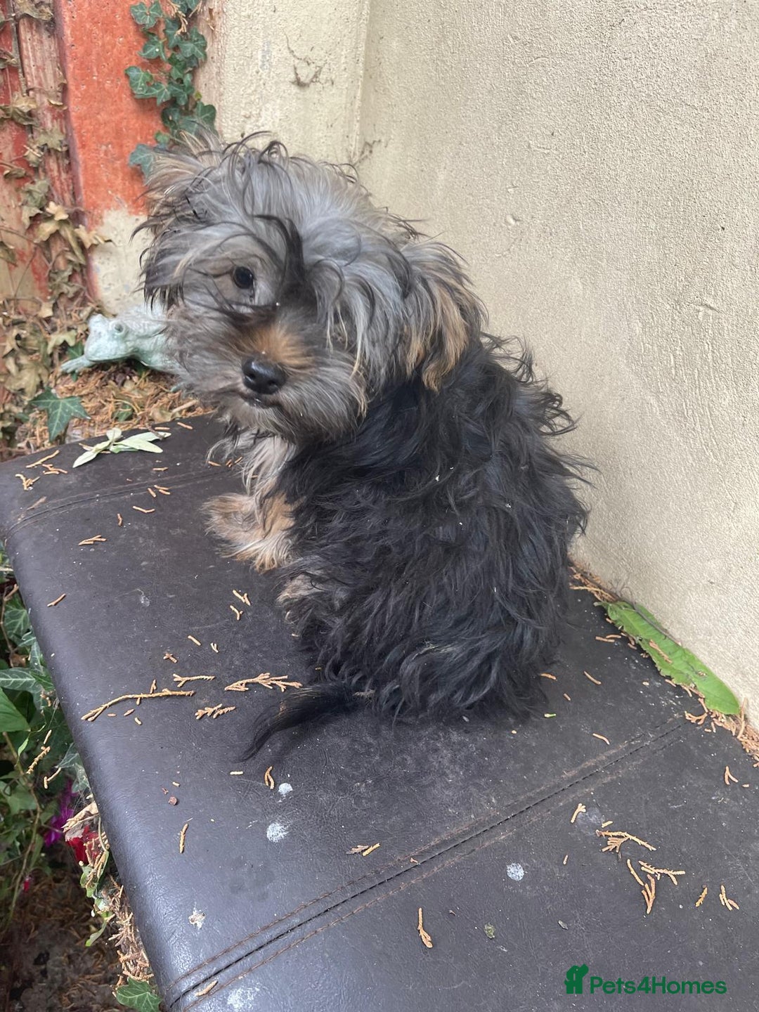 Yorkshire Terrier dogs for sale: Yorkshire Terrier Puppy 2 - 1 Absolutely Stunning Yorkie Pup Ready To Go Now!  - Image 7