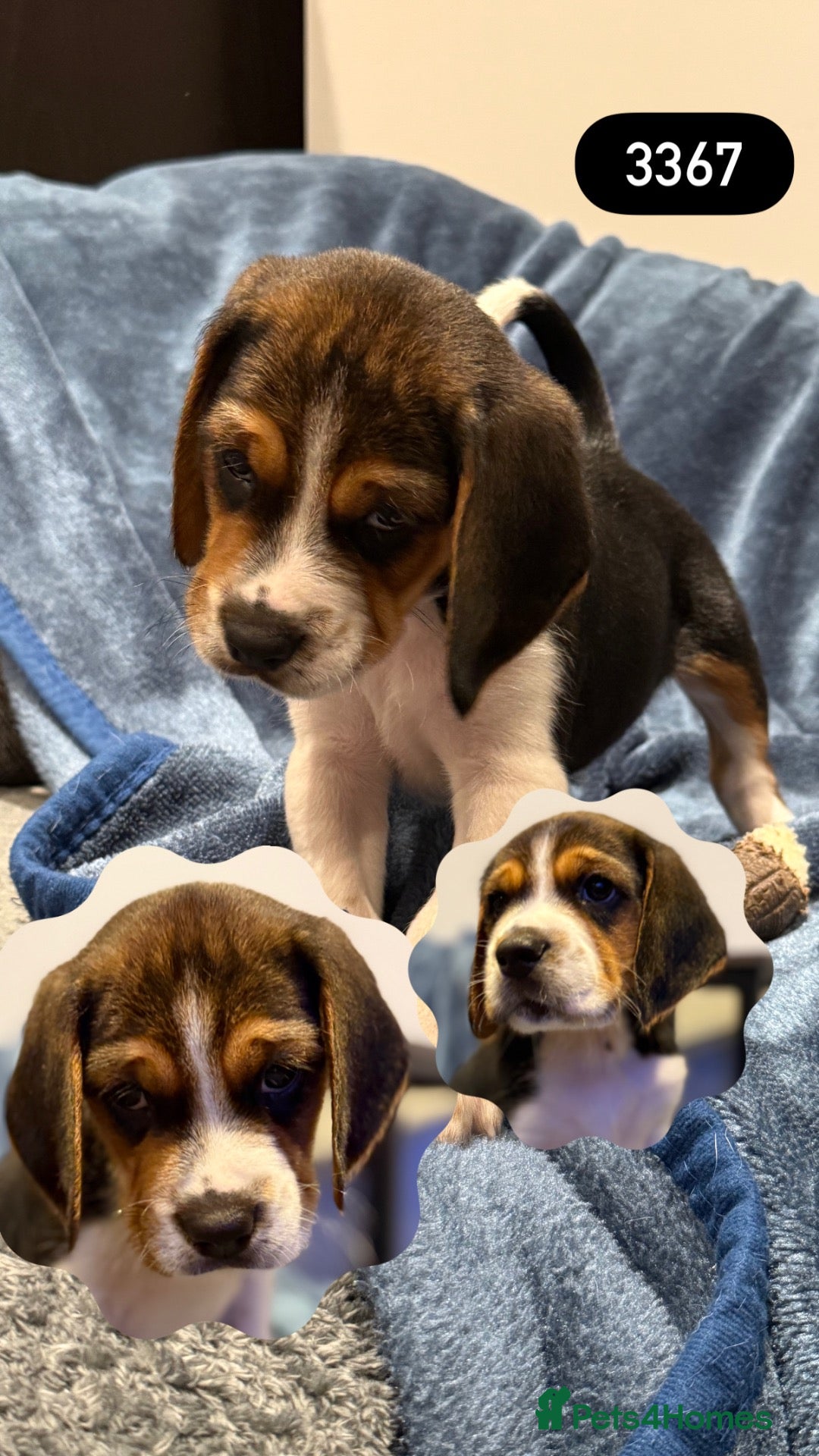 Beagle dogs Beautiful Beagle Boys  - Advert 1