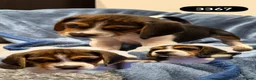 Beagle dogs for sale: Beautiful Beagle Boys  - Advert 1