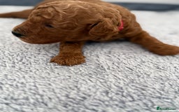 Toy Poodle dogs for sale: 6 Exquisite Red Toy Poodles. Parents DNA Clear - Image 10