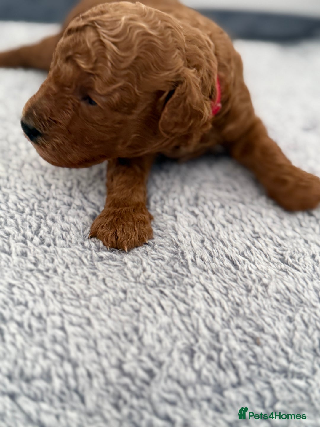 Toy Poodle dogs for sale: 6 Exquisite Red Toy Poodles. Parents DNA Clear - Image 10