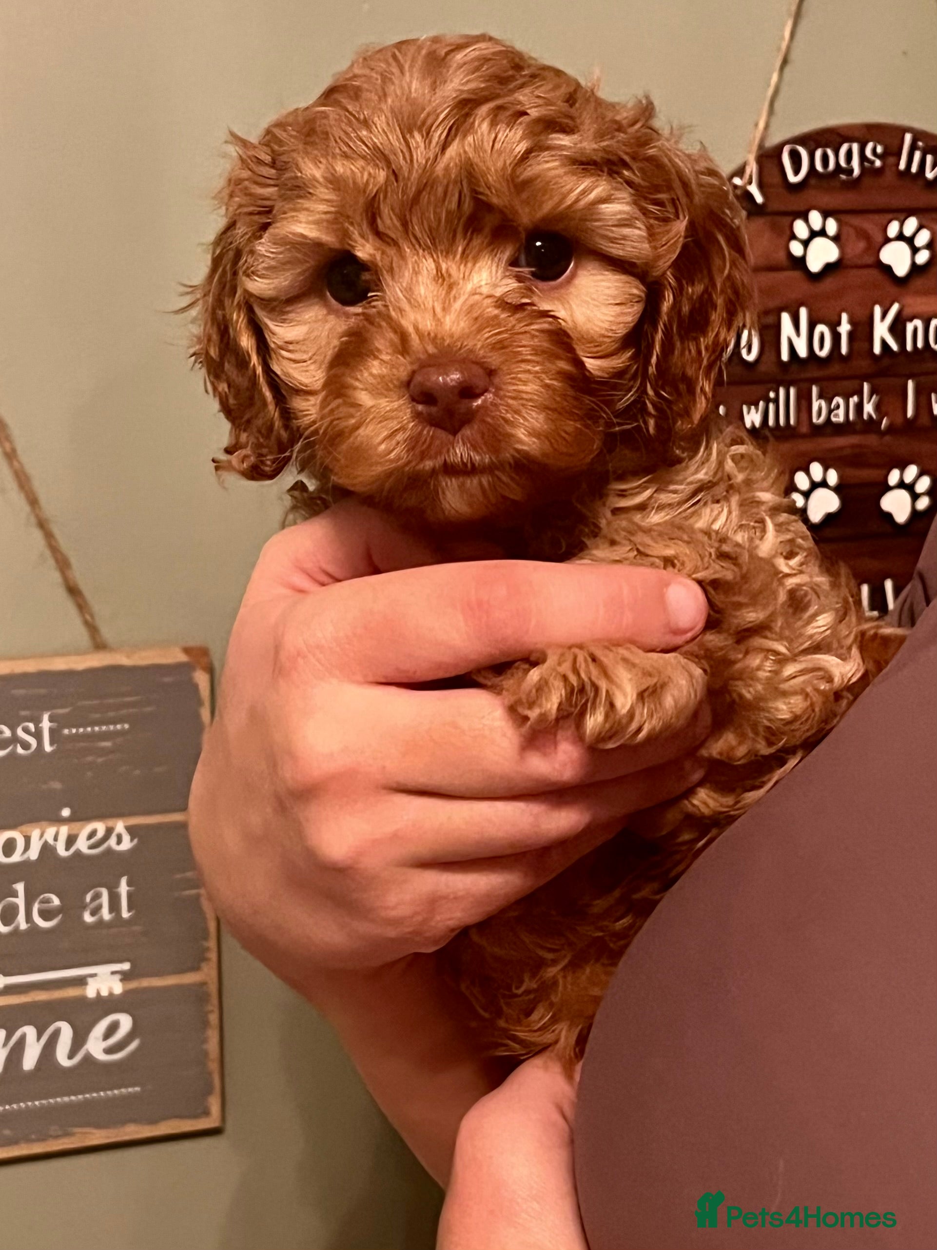 Cavapoo dogs Absolutely gorgeous cavapoo puppies available 🐾 - Advert 14