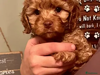 Cavapoo dogs Absolutely gorgeous cavapoo puppies available 🐾 - Advert 14