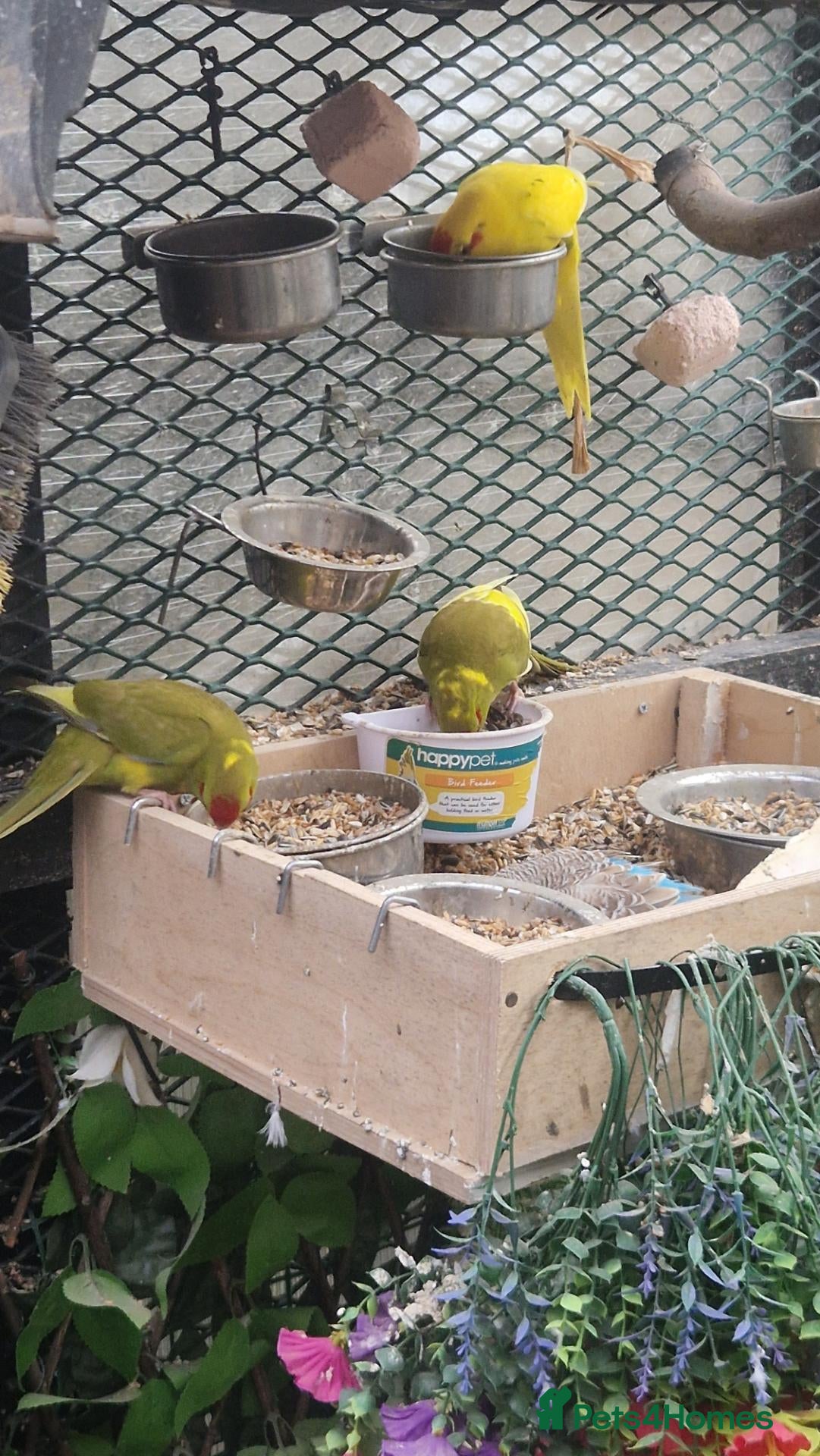 Parrots birds for sale: 2x female 1 male kakarikis chicks ready now - Advert 9