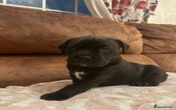 Mixed Breed dogs for sale: Bullador puppies  - Image 16