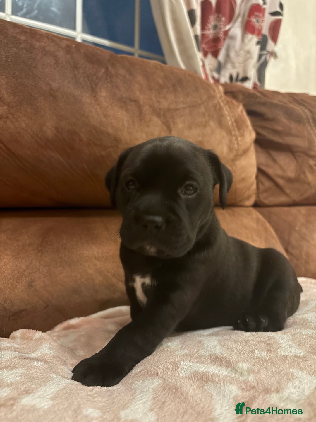 Mixed Breed dogs for sale: Bullador puppies  - Image 16