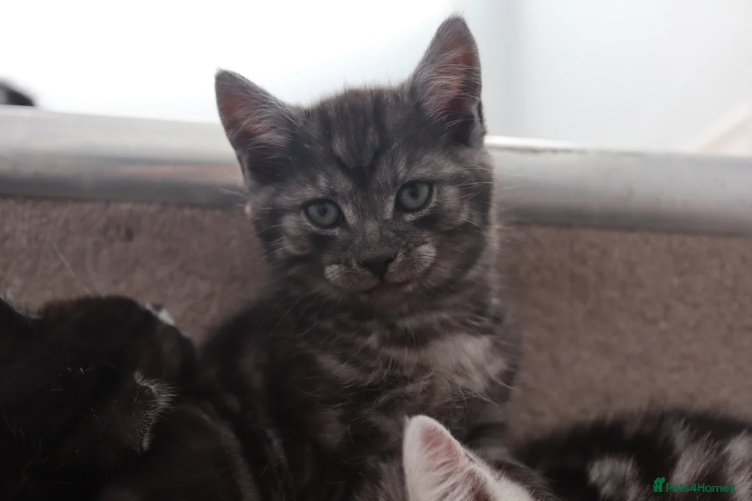 Domestic Shorthair cats for sale: Four beautiful kittens remaining - Advert 15