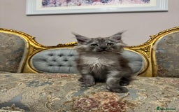 Maine Coon cats for sale: XXL Russian bloodline Maine Coon Kittens 20+Gen!🏆 - Image 8