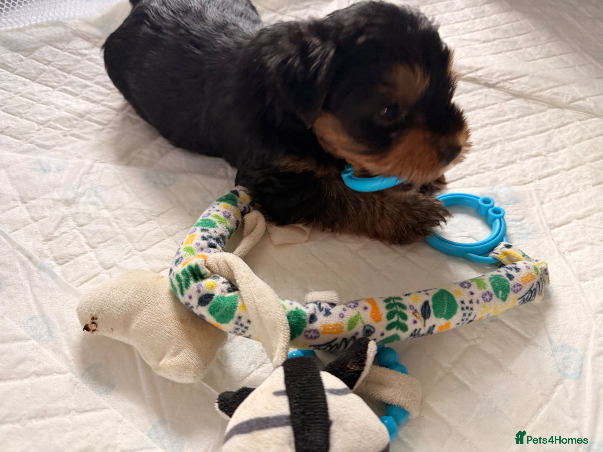 Yorkshire Terrier dogs 3 Girls & 3 Boys Looking for Loving Homes! 🐾 - Advert 2