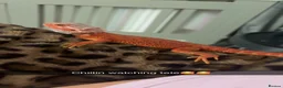 Bearded Dragon reptiles for sale: Red monster bearded dragon with full set up  - Advert 7