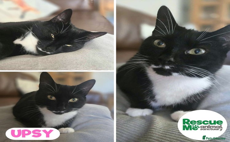 Mixed Breed cats - Advert 4