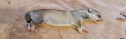 Siberian Husky dogs for sale: Well Socialised Home Raised Husky Puppies in Lincoln - Advert 16