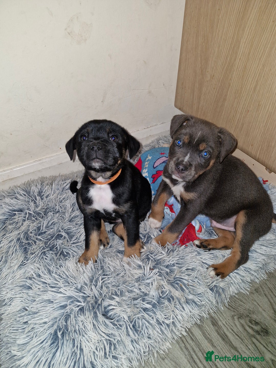 Mixed Breed dogs for sale: Staffy cross pups  - Advert 1