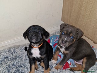 Mixed Breed dogs Staffy cross pups - Advert 1