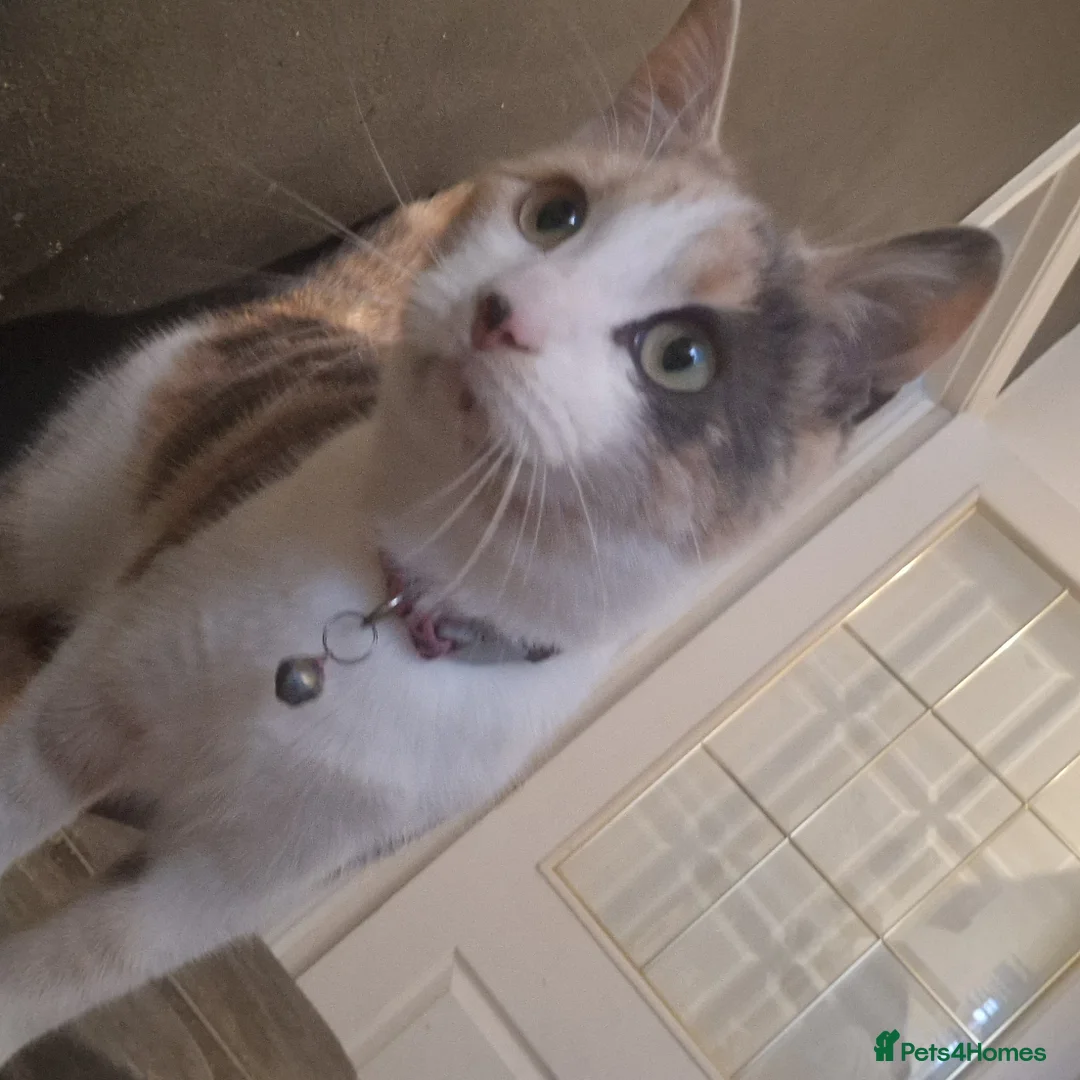 Mixed Breed cats for sale: Rehoming of Beautiful calico - Advert 8