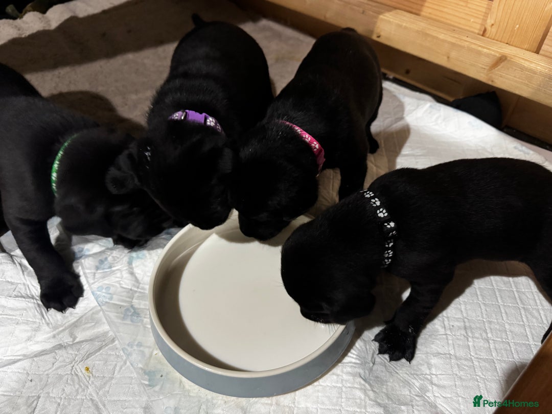 Labrador Retriever dogs for sale: Labrador Puppies  - Advert 23