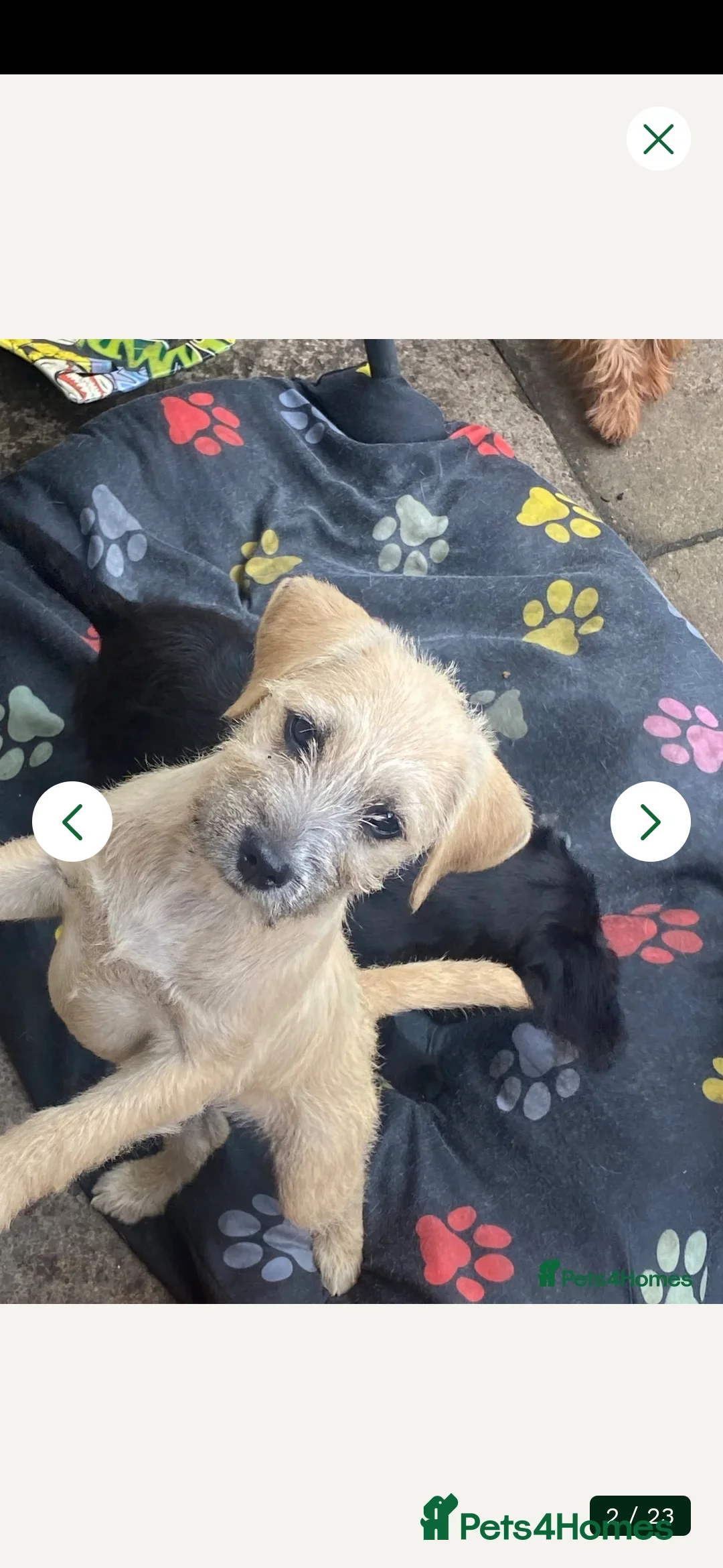 Mixed Breed dogs for sale: Lola bear  in Worksop - Advert 2
