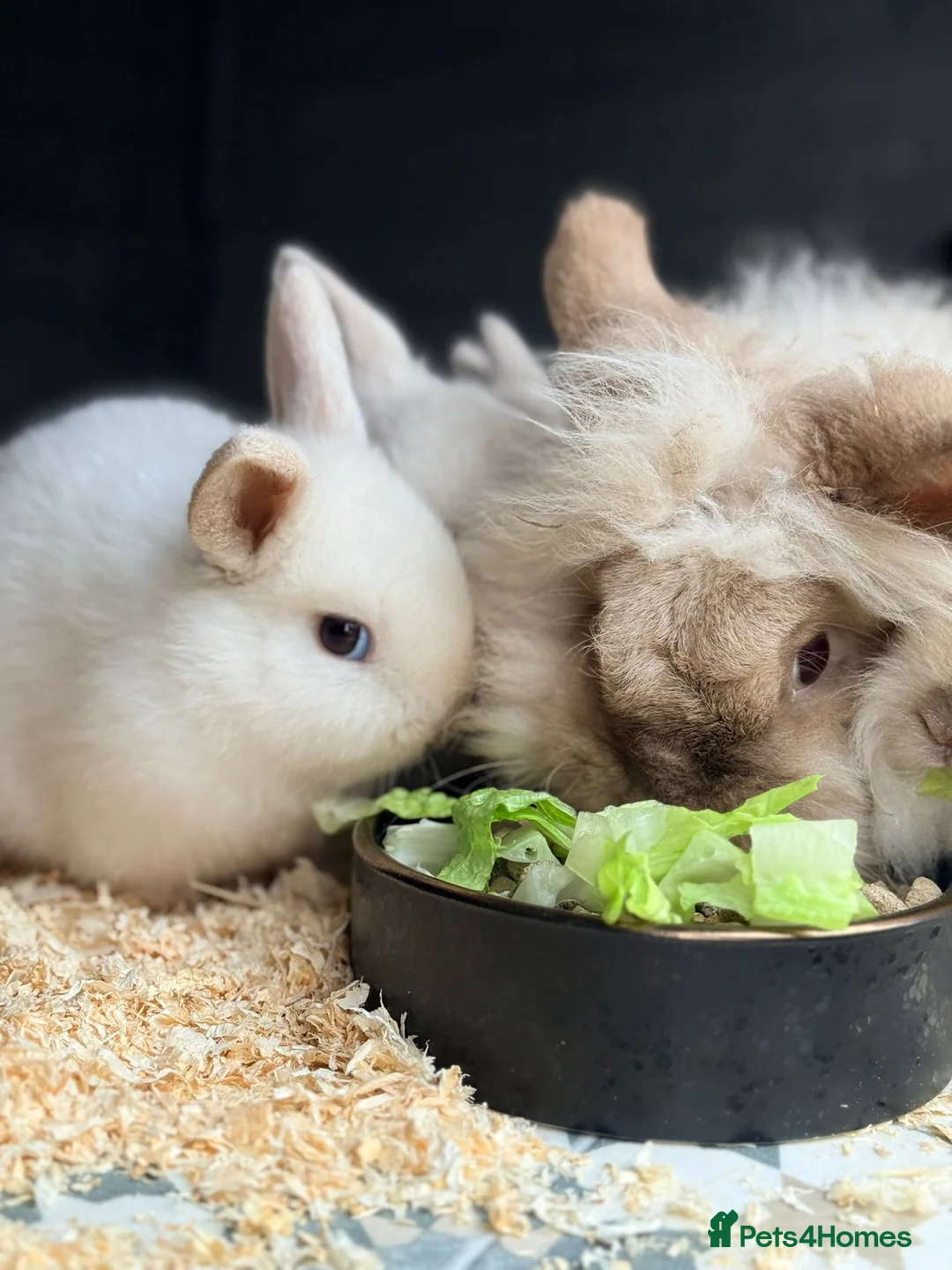 Mini Lion Lop rabbits for sale: Stunning Mini LionLops for Sale  - Advert 8