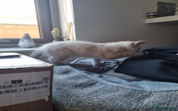 Ragdoll cats for sale: Ragdoll X Bengal - Image 5