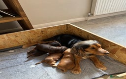Cocker Spaniel dogs for sale: Outstanding kc reg cocker spaniel puppies - Image 11