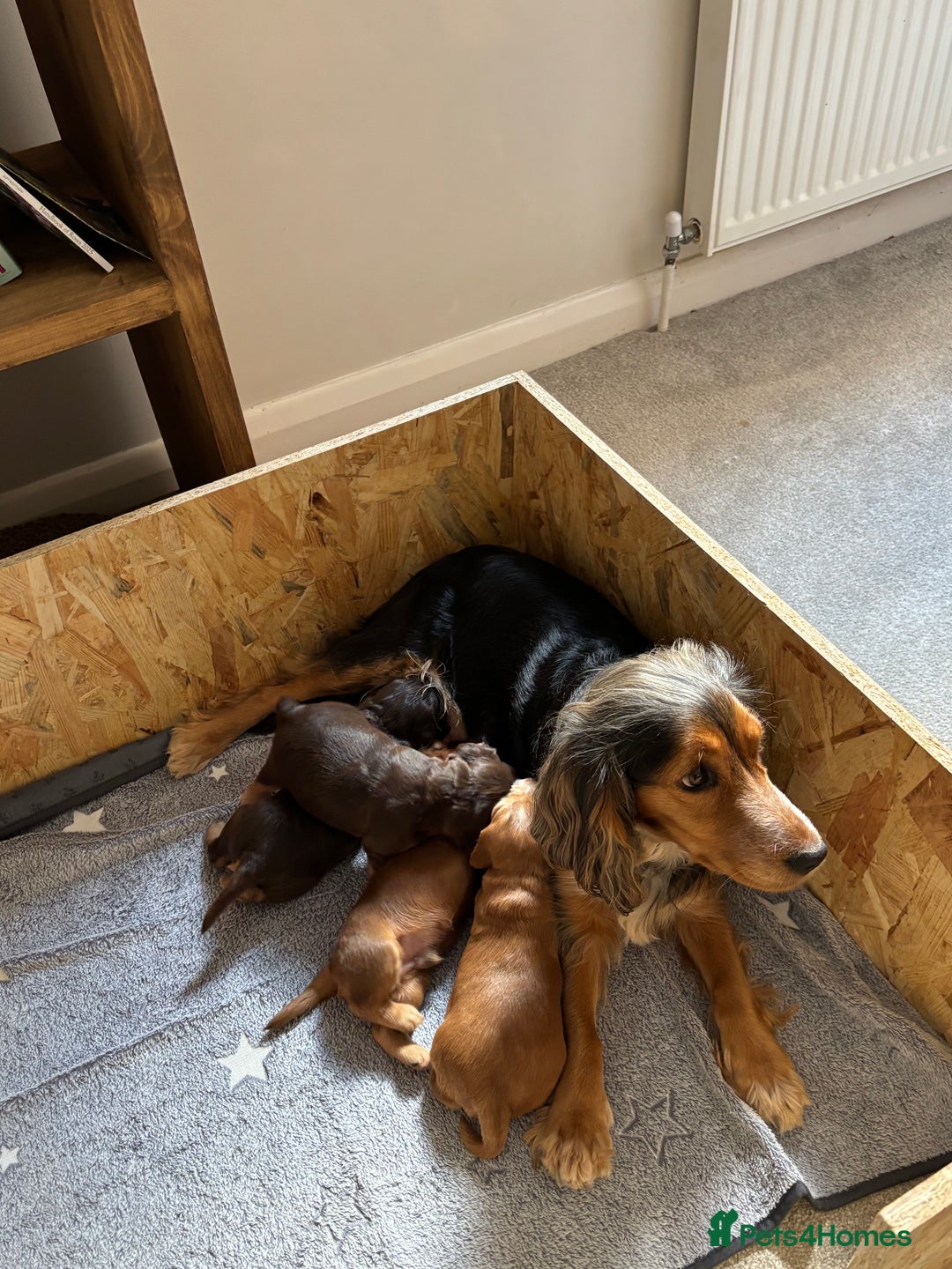 Cocker Spaniel dogs for sale: Outstanding kc reg cocker spaniel puppies - Image 11