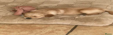 Golden Retriever Puppy 10