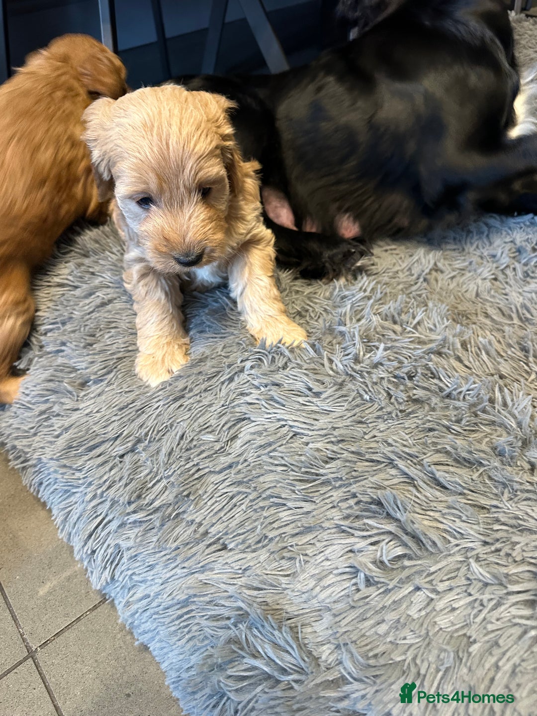 Cockapoo dogs for sale: F1 cockerpoo puppies  - Advert 18