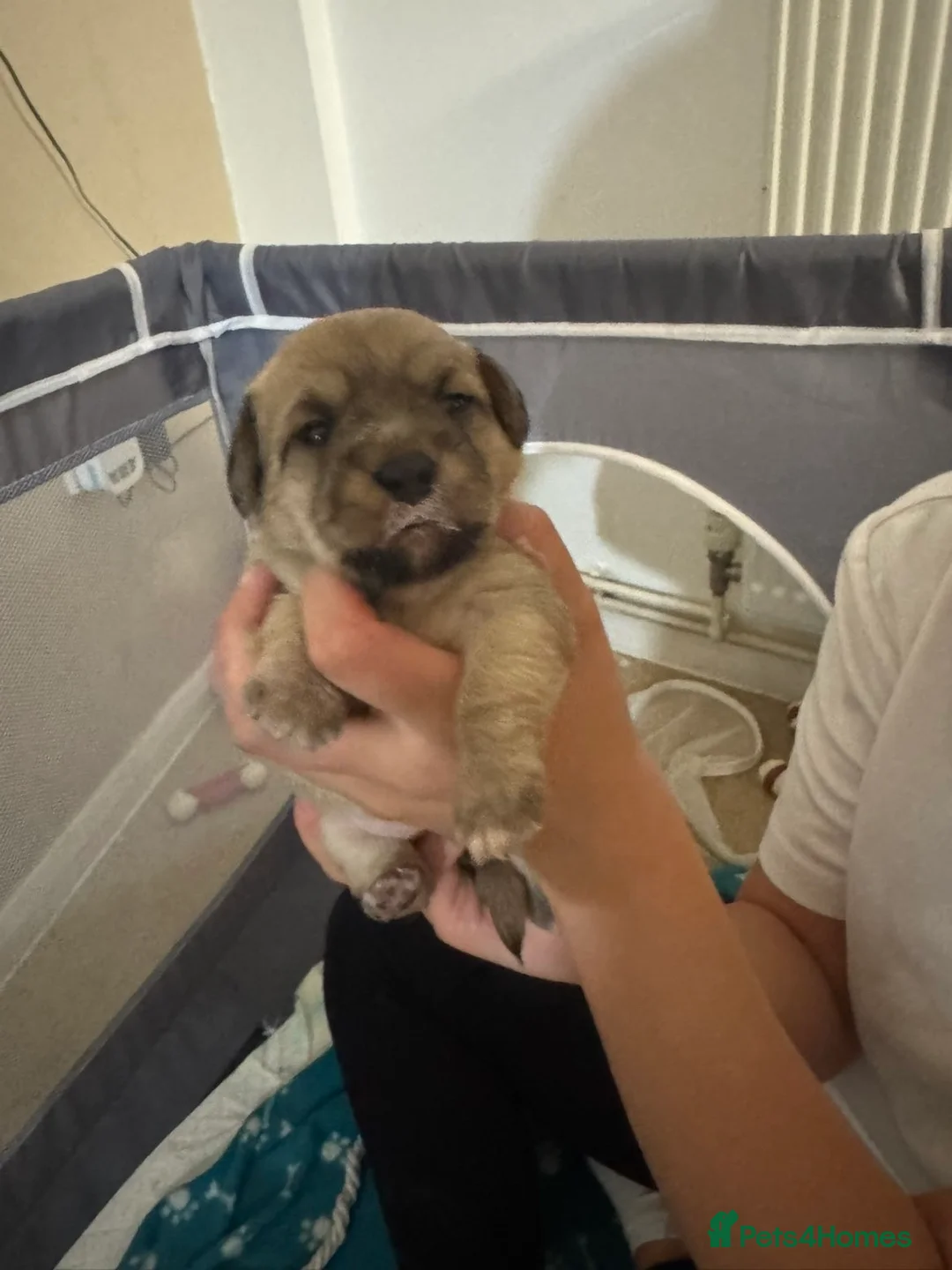 Mixed Breed dogs for sale: Jack Russel x Maltese puppies  in Oxford - Advert 6