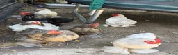 Chickens poultry for sale: Chickens for sale ASAP in Slough - Advert 1