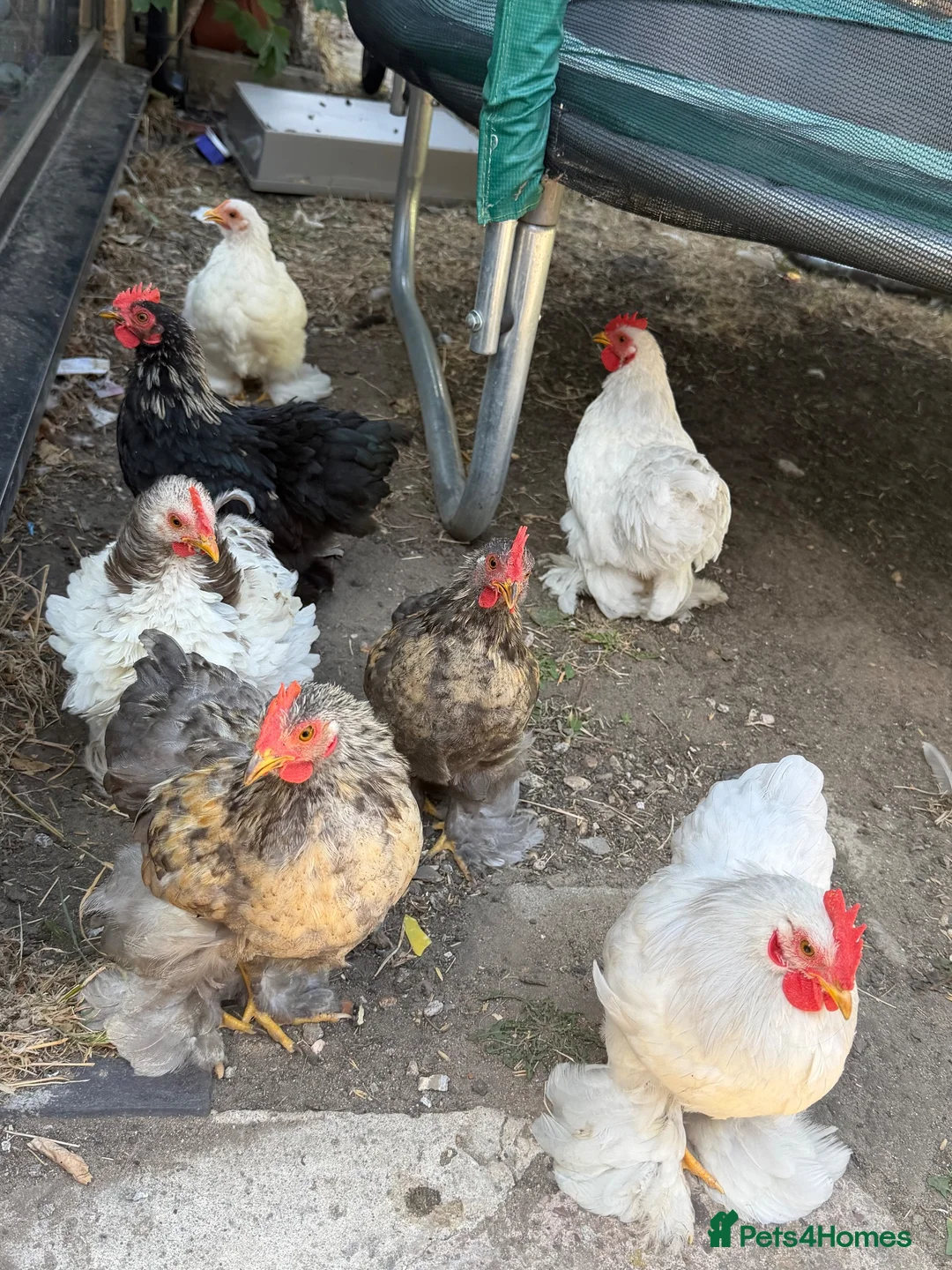 Chickens poultry for sale: Chickens for sale ASAP in Slough - Advert 1